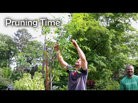 Just Cut It! - Azaleas, Serviceberry, Viburnum, Camellia