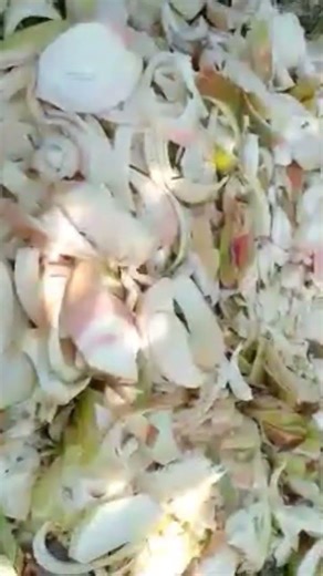 Banana Stalk Compost: Boost Your Garden Naturally!