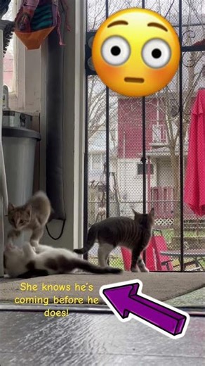 Cat psychic? #psychicenergy #medium #catpsychology #catshorts #cat #kitten #catjumpfail #catfails