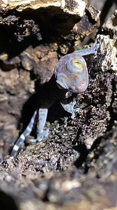 Hatching out sweet, little, captive bred tokay gecko babies (Gekko gecko) never gets old! Welcome to the world little one! This hatchling is doing great and settling in with their family in the large terrarium. I suspect their clutchmate will be hatching/joining us soon! • #tokaygecko #reptiliatus #reptile #pet #animal #reels #viral #instagram #tokay #gecko #lizard #geckosofinstagram #reptilesofinstagram #lizardsofinstagram #tikithetokaygecko #blue #eating #food #bugs #petsofinstagram #animals #