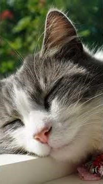 Cozy Gray Cat Napping Peacefully