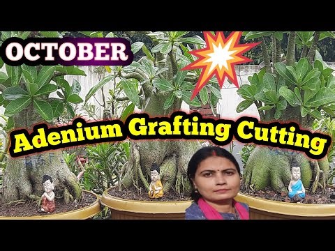 OctoberमेADENIUM grafting kar sakte hain अक्टूबर मे अडेनियम ग्राफ्टिंग सक्सेसरेट/adenium related ans
