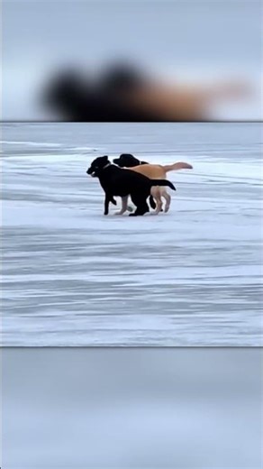 3 Labradors, 1 Stick: The Funniest Ice Teamwork Ever 😂