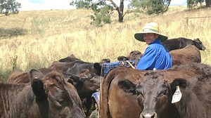 How to build a premier Wagyu herd