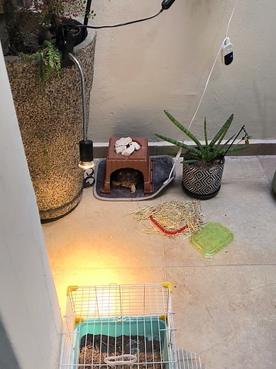 Ella es todo para mi🥰 #tortuga #sulcata #sulcatatortoise #sulcatasoftiktok #tortugas