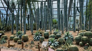 Un jardin désertique installé dans la serre de Chine