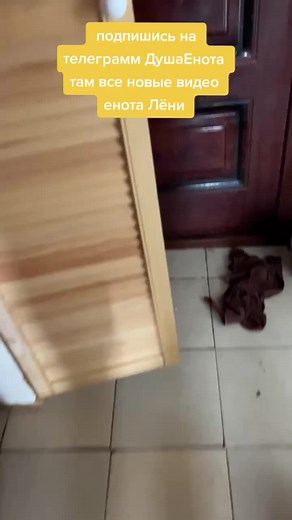 Raccoon Adventures in a Domestic Kitchen