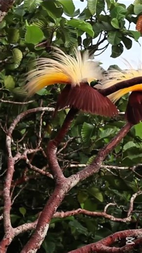 Bird of Paradise Dance – The Most Beautiful Bird Display 😍