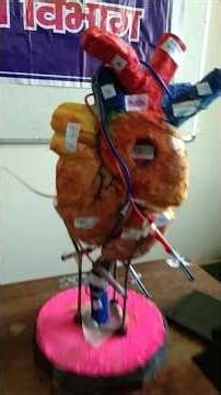 heart model ❤️ #dailyvibes