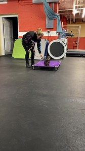 4.2K views · 112 reactions | Quinn the mini dachshund is learning his basics in obedience. He’s with us for some nervous/fearful behavior and also how to reliable follow commands. Quinn is just about a year old and is learning a ton within his first week with us. Small dogs typically get “free passes” for bad behavior, but we are super proud of his owners for getting him in for training and making him the very best he can be | Solid K9 Training | Facebook