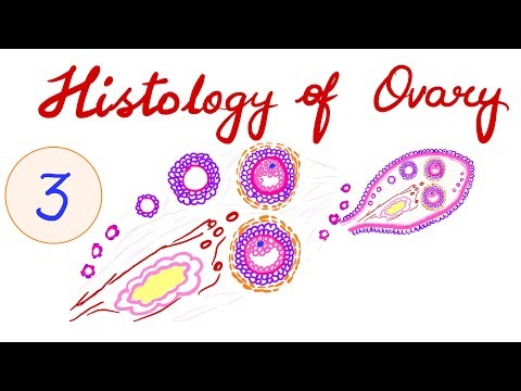 OVARY HISTOLOGY - PART 3