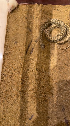 False Cobra🐍🔥 ‏#falsecpbra #reptiles #python #snakes #ثعابين #reticulatedpython #snake #ballpython #افتراس #زواحف #ballpythons #reptile #pythonregius #cobra #like #royalpython #ballpythonsofig #explore #reptilelover #reptilekeeper #exoticpets #pets #snakebreeder #petsofinstagram #animals #trend #instalike #morphe #ballpythonbreeding #royalpythons | Bassam Ezaya