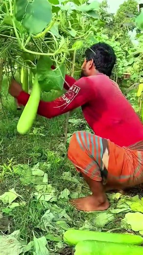 Teknik cerdas panen timun pada kebun dengan hasil super melimpah #shorts