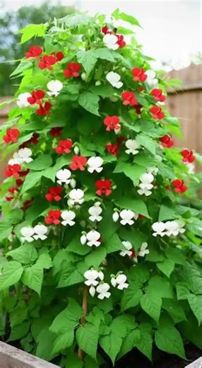 This simple pyramid trellis trick turns runner beans into a tall harvest
