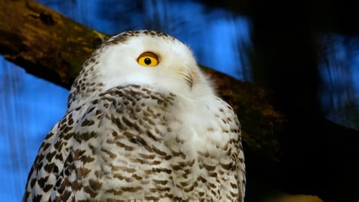 Snowy Owl, Owl, Bird. Free Stock Video