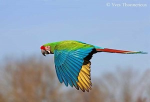 Military macaw - Alchetron, The Free Social Encyclopedia