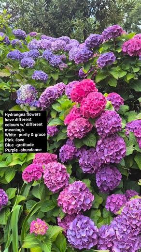 Hydrangea flowers in different colours and meanings White - purity & grace Pink - love Blue - gratitude Purple - abundance Innerhealthsanctum #hydrangeas #flowers #beautiful | Inner Health Sanctum