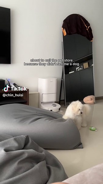 Big Maltipoo Puppies and Their Adorable Antics