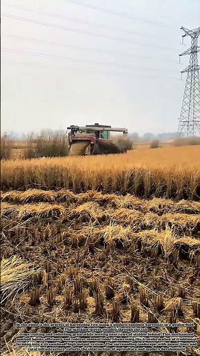 Efficient Rice Harvest – Combine Harvester at Work! #farming #agriculture