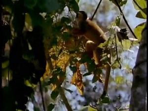 Barney - Monkey