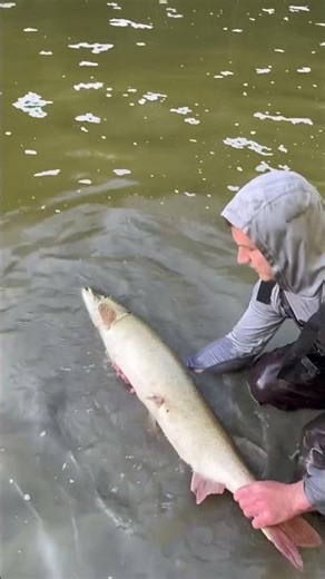 50 INCH TANK MUSKY #fishing #nature #outdoors #musky #muskyfishing #bassfishing #bass #pike #carp