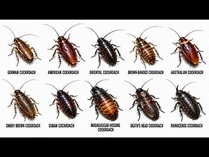 Every Cockroach Type Explained in 13 minutes