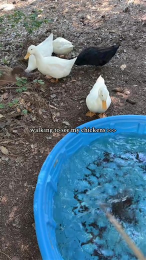 Dealing with a Mean Rooster: Tips and Tricks