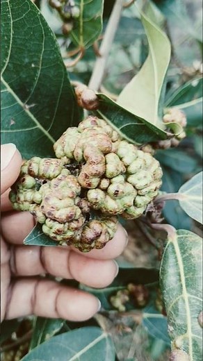 Plant Gall Mystery 🌿✨ How Nature Creates Tumors on Plants!