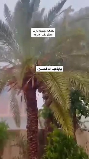 Stunning Palm Tree Sways in Strong Winds