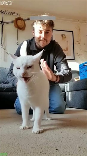 Cat Funny Videos 🐈‍⬛ Favorite Friends 🐱 # Episode 2100