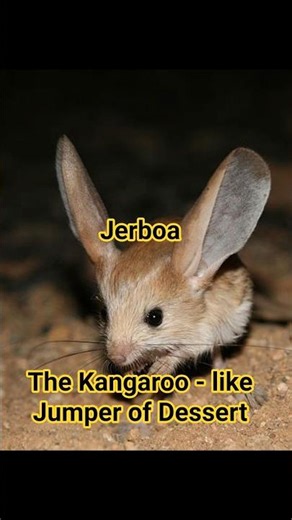 Jerboa: The Kangaroo-Like Jumper of the Desert 🐭