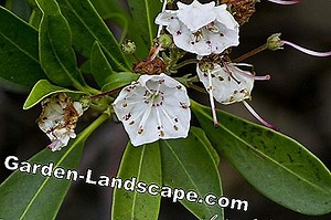 Plants: Laurel rose, Kalmia latifolia - Location and care of mountain laurel | 2025