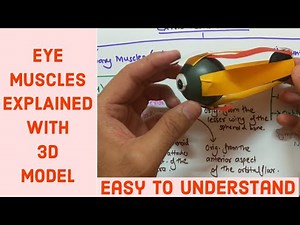 EYE MUSCLES | EXTRA OCULAR MUSCLE OF EYE | Anatomy