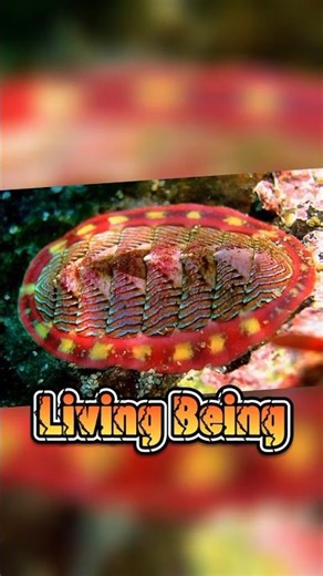 The Living Stone! | Histrolic