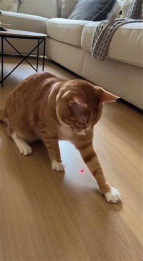 I Gave My Cat a Laser Pointer… Instant Chaos
