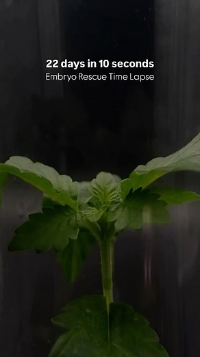 2.7K views · 181 reactions | The Power of Embryo Rescue in Plant...