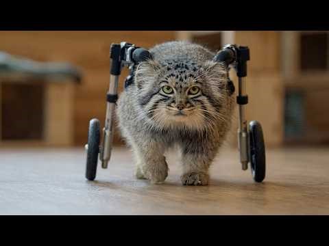 A Mother Pallas's Cat Fought Six Foxes Alone — Then A Forest Ranger Found Her