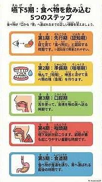 誤嚥（ごえん）はどこで起きる？嚥下5期（えんげごき）のポイントをわかりやすく解説