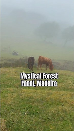 Magical Myst Forest, Fanal Forest. Madeira, Portugal. #madeira #portugal