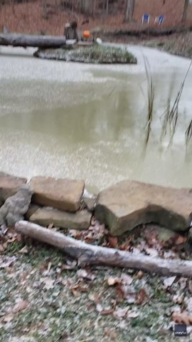 Ducks Slip and Slide During First Frozen Pond Experience