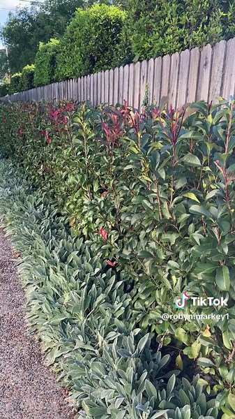 Hi again. Here’s the third instalment of my garden show-stoppers. This time it’s Lamb’s Ears (Stachys) and Photinia (the hedge in the back). Common plants? Perhaps, but super drought and frost hardy, reliable and evergreen. The Photinia is a fast-growing and dense hedge and the low border of Lamb’s Ears keeps the weeds down and the mulch in the beds when the birds start rooting around for worms. Give them a go. #robynmarkeyart #gardenlover #garden #hedging #hedge #plants #gardener #gardenersofti