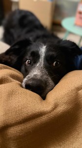 Ça marche à tous les coups 😂 #drole #border #bordercollie #funnyvideos #animal | Sia Border Collie France