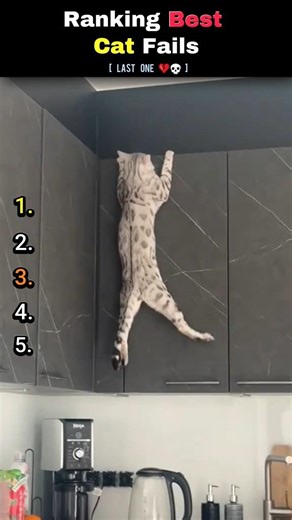 Ranking Best Cats Fails #funny #funnyfails #cats #failcompilation