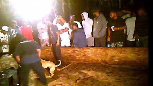 Video from informant shows up-close view of Florida dogfighting ring