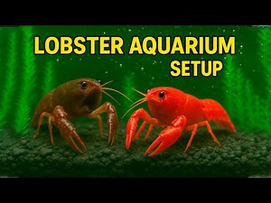 Amazing Lobster Tank Build 🦞 with Live Plants 🌿 and White Pearl Shrimp 🍤
