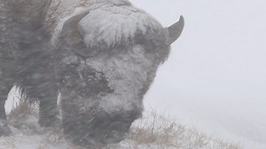 14M views · 372K reactions | During intense weather, bison turn and...