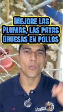 The best alternative for broiler chickens that are behind schedule 🤝 #broilerchickens #chickens