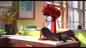33K views · 968 reactions | Meet Buddy. #TheSecretLifeOfPets | The Secret Life Of Pets | Facebook