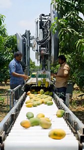 3.9K views · 19 reactions | From Tree to Truck: Automatic Mango Harvesting in Tamil Nadu | Chennai FootPrints | Facebook