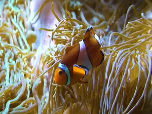 Clown fish (Amphiprion ocellaris) Anemonefish swim among the tentacles of anemones, symbiosis of fish and anemones